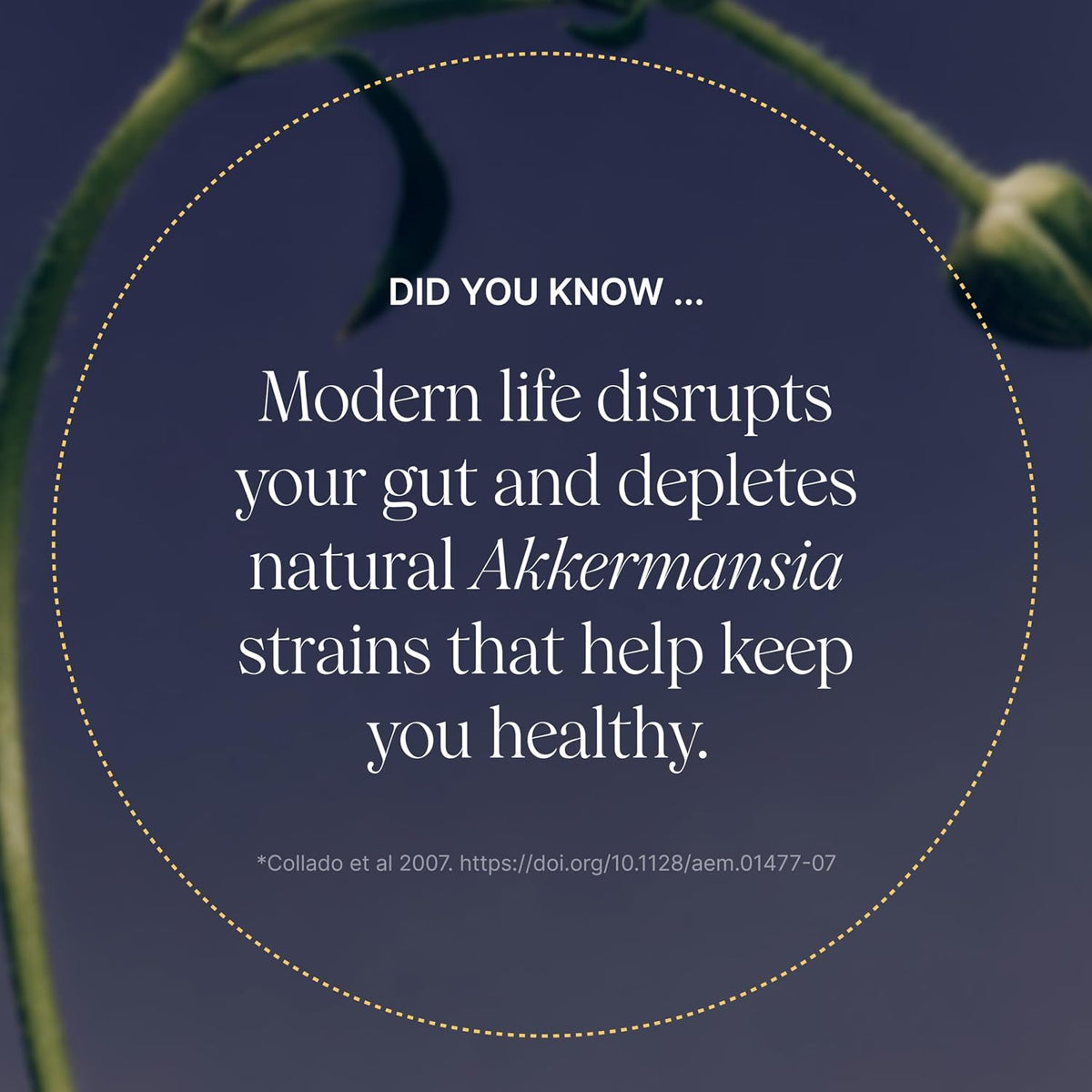 Pendulum Akkermansia Probiotic with Prebiotic Fiber